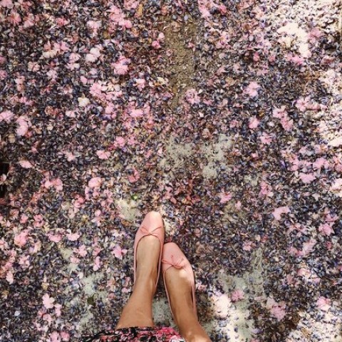 Josefinas Square Rose