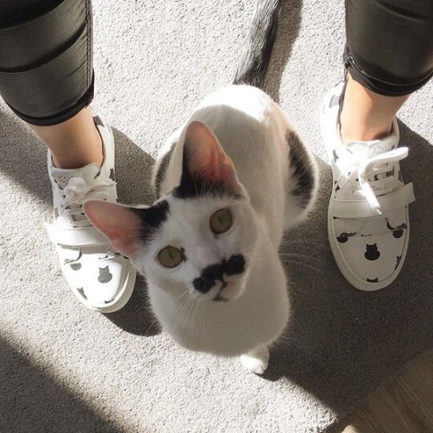 Josefinas Stay Pawsitive Pink